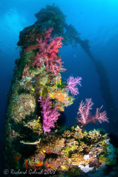 Sankisan Maru-coral on the mast-Chuuk Lagoon by Richard Goluch 